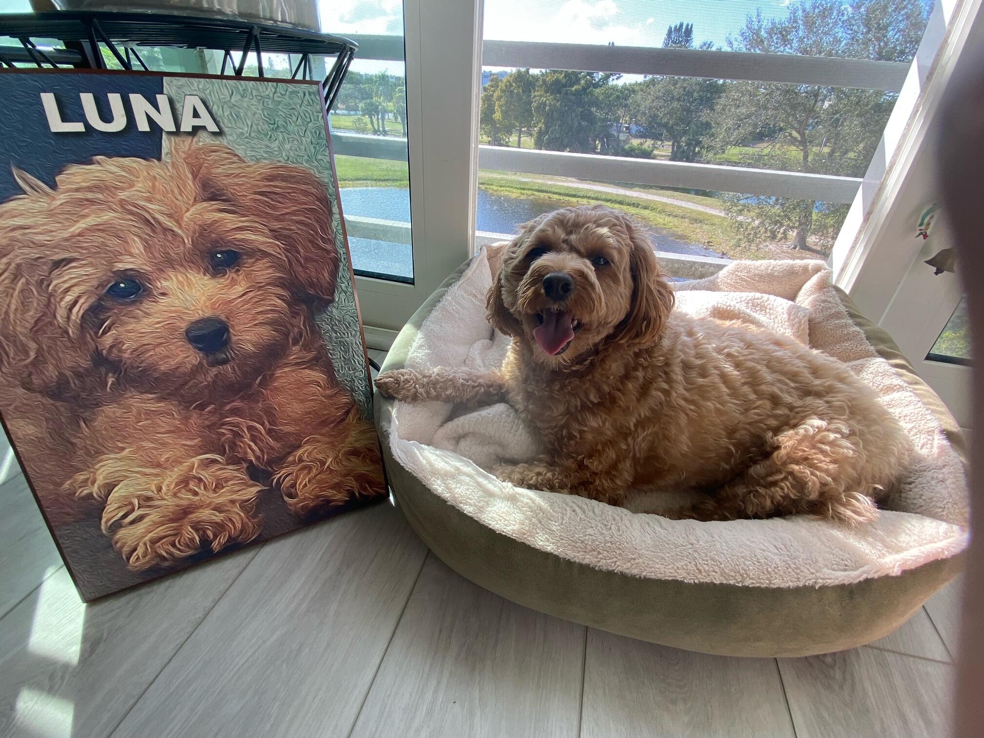 Dog next to a Flush Mount